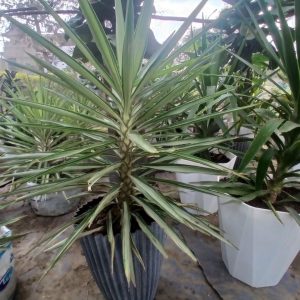 Aurocaria