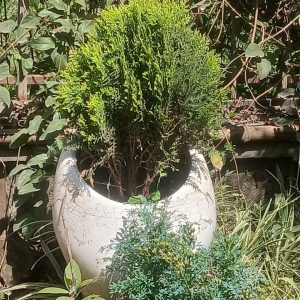 Banana Seedling