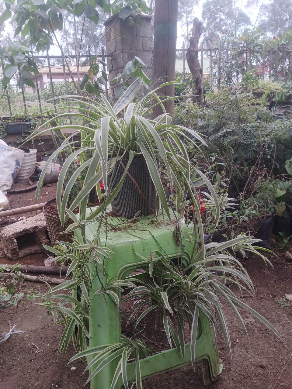 Mango Seedling