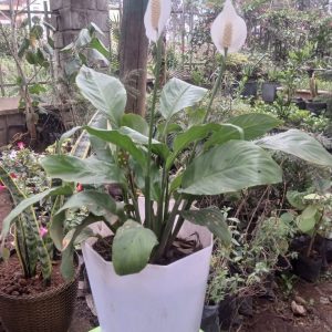 Pyramidalis