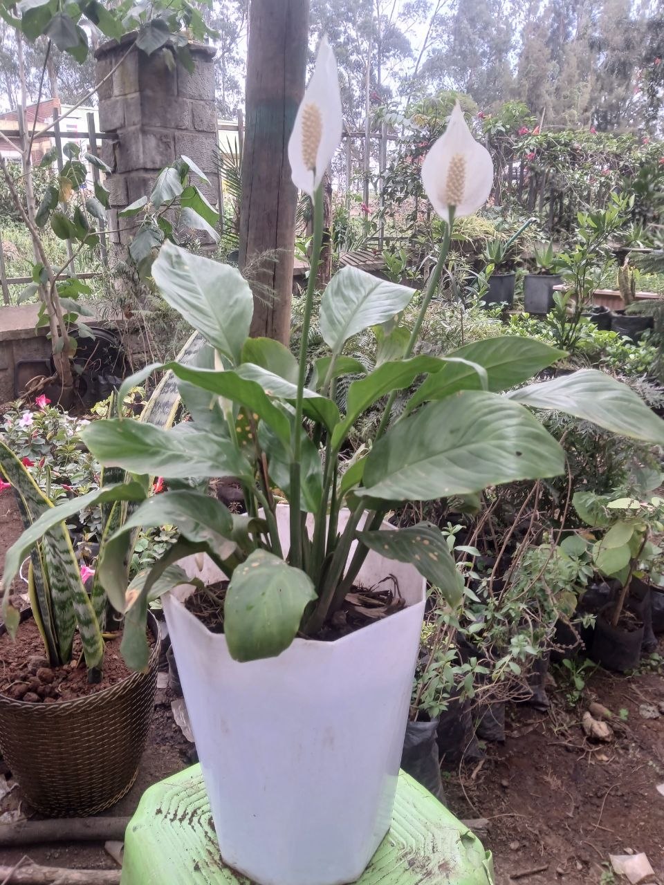 Pyramidalis