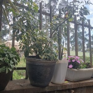 Hollander (Oleander)